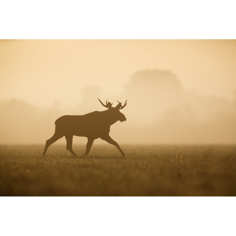 Bull Moose Silhouette - Wrapped Canvas Print, 20cm H x 30cm W