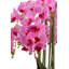 Brianna RealTouch Orchid Arrangement