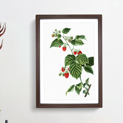 Raspberry Plant by Pierre-Joseph Redoute - Picture Frame Painting Print