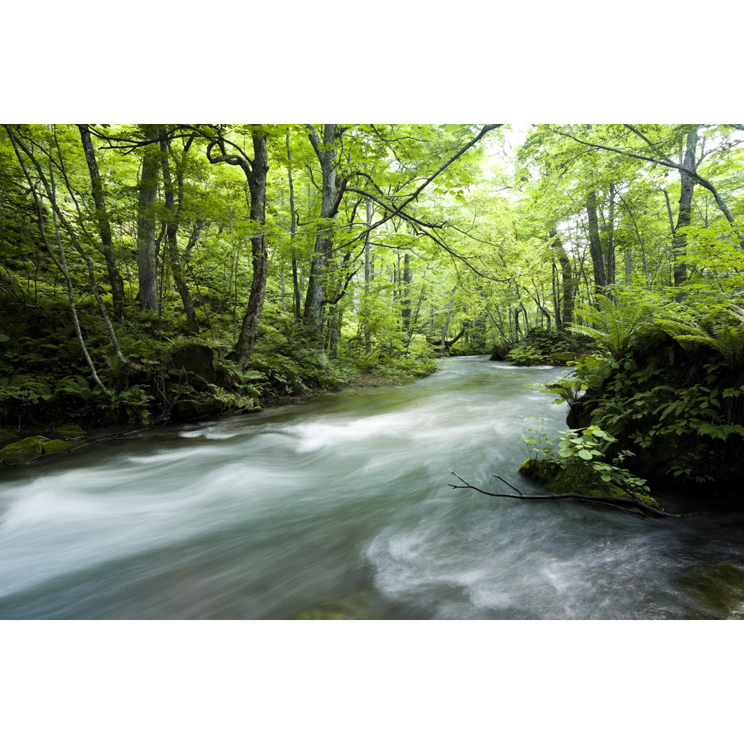 Forest River - Kunstdrucke auf Leinwand - Wrapped Canvas