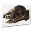 Raccoon - Wrapped Canvas-55341552