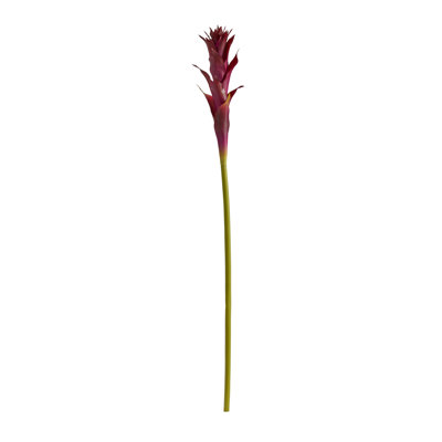 Bromeliad Floral Stems