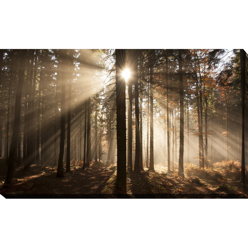 «Autumn Morning in Forest», reproduction de photo sur toile tendue, H 18 po x l 30 po x P 1 po