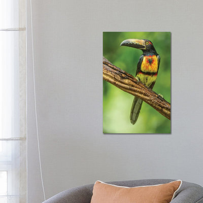 Costa Rica, La Selva Biological Research Station. Collared Aricari On Limb. by Jaynes Gallery - Wrapped Canvas Print