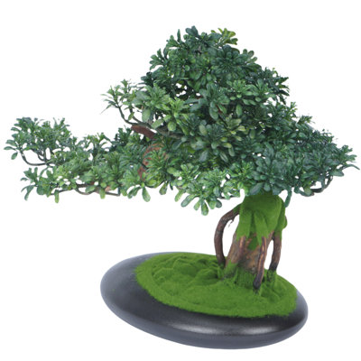 Plante de bonsaï 13,78 po