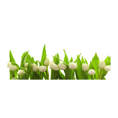 White Tulips - Wrapped Canvas Print