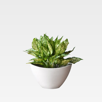 Ira Pot Planter
