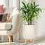 Idealist Plaited Style Egg Planter With Legs, Round Indoor Plant Pot Stand For Indoor Plants-2061484208-2061484222