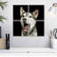 Husky de Sibérie Brampt Surpris-109038348