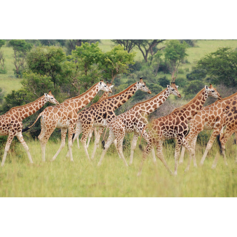 Herd Of Giraffes by Mattabbe - No Frame Art Prints on Canvas, 61cm H x 91cm W