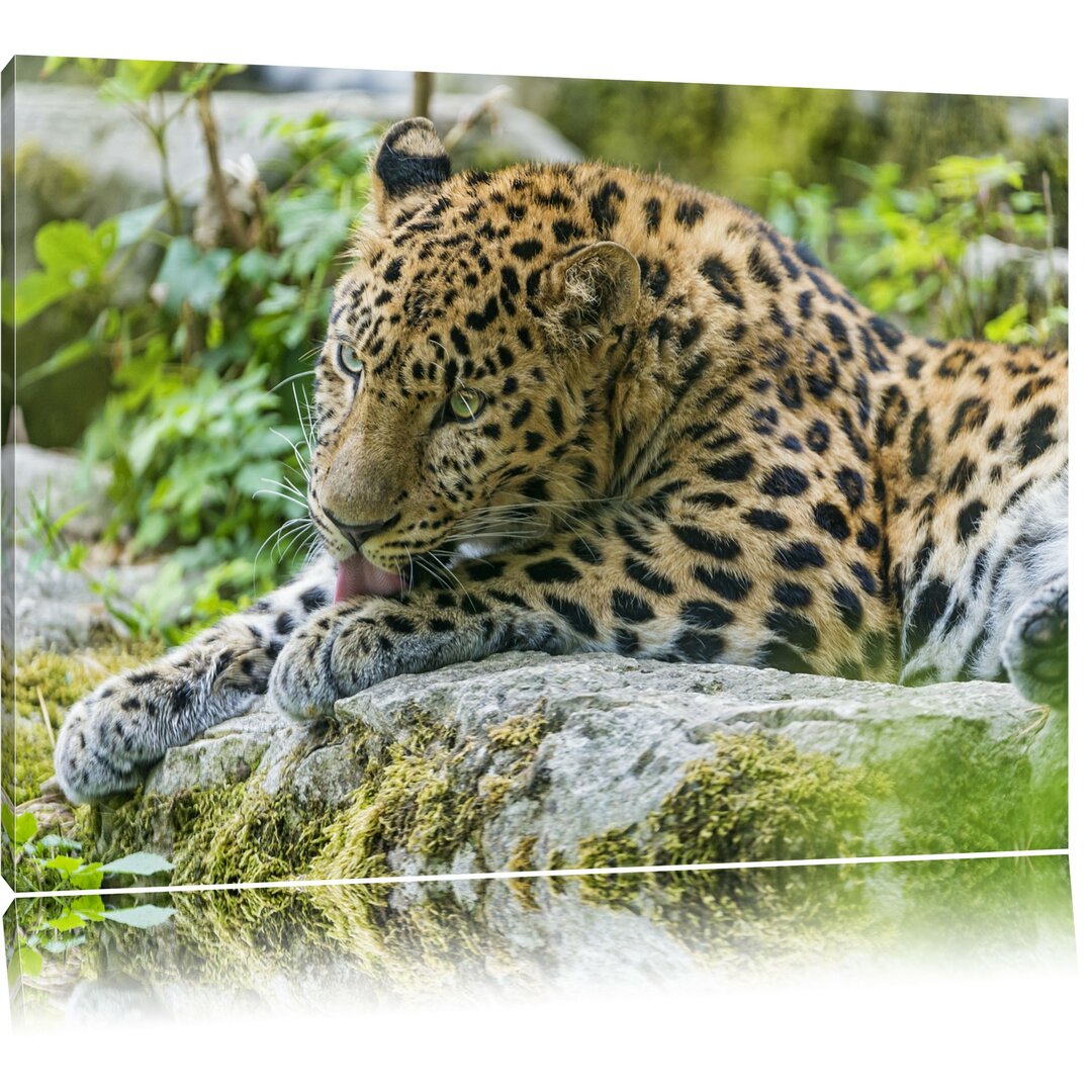 Leinwandbild Leopard beim Putzen