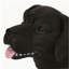 Banc d'extérieur MGO DOG Bench, noir mat + noir, aucun assemblage requis