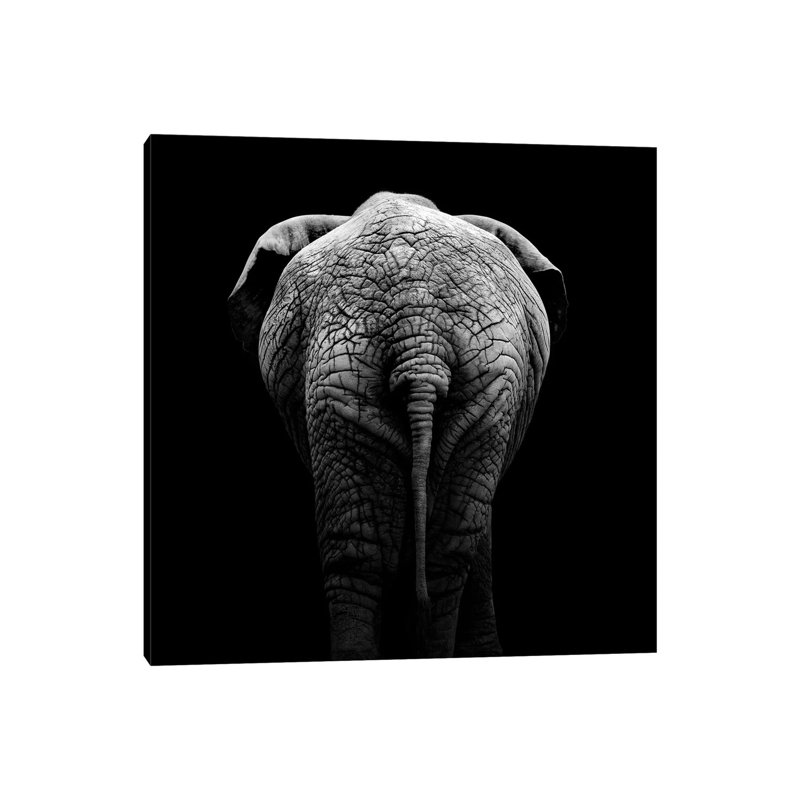 Elephant In Black & White II by Lukas Holas - Wrapped Canvas Gallery-Wrapped Canvas Giclée, 45.72 cm H x 45.72 cm W