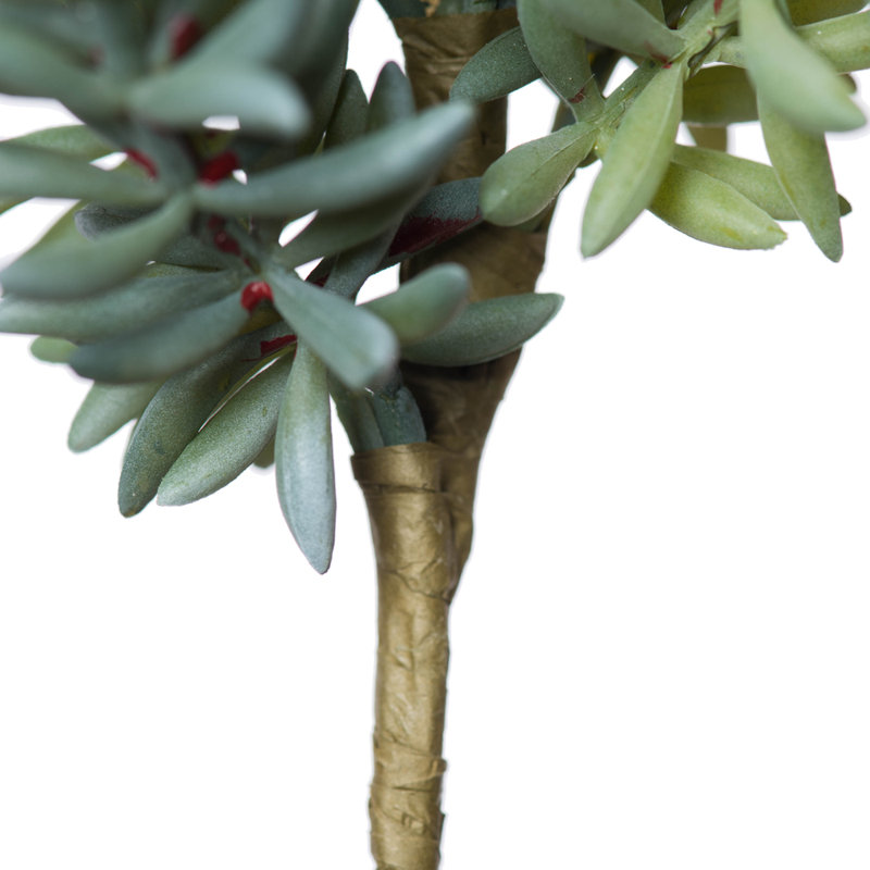 Sedum Arrangement
