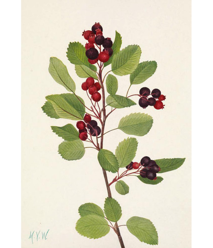 «Saskatoon. Amelanchier Alnifolia» par Mary Vaux Walcott, reproduction d'art sur toile tendue avec châssis, H 18 po x l 14 po