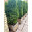 Niyla Handmade Wood Planter Box-919441139