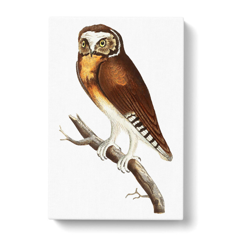White Fronted Owl by George Shaw - Wrapped Canvas Print, 50cm H x 35cm W x 3cm D