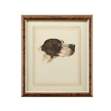Danchin Pointer Print