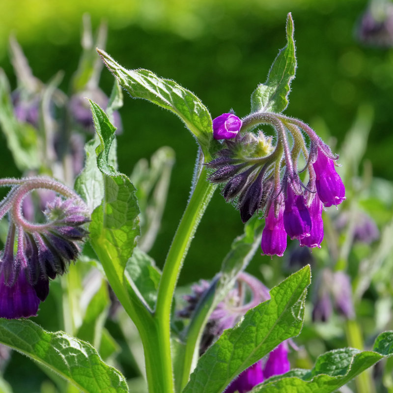 Okawville Comfrey - Wrapped Canvas Print, 122cm H x 122cm W x 3.8cm D