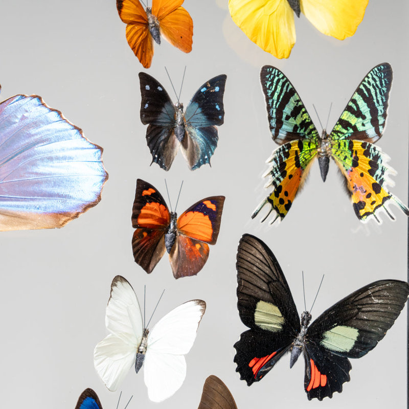 18 Genuine Butterflies In Black Display Frame