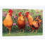 «Roosters en Place I», impression sur toile-29174154-72811114-72811112