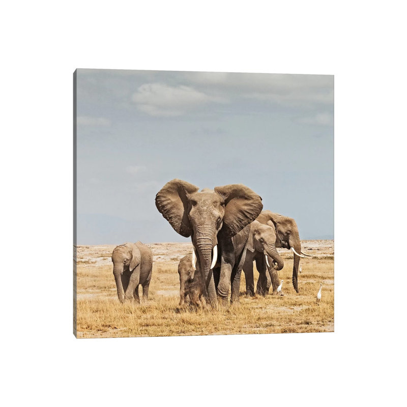 Colour Elephant Herd by Klaus Tiedge - Print on Canvas, Wrapped Canvas, 66.04 cm H x 66.04 cm W x 1.91 cm D
