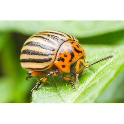 Filomela " Colorado Potato Beetle "