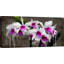 Orchid Blackboard 1 Piece Wrapped Canvas Painting-1916944021