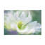 Art serein sur toile-1926040205