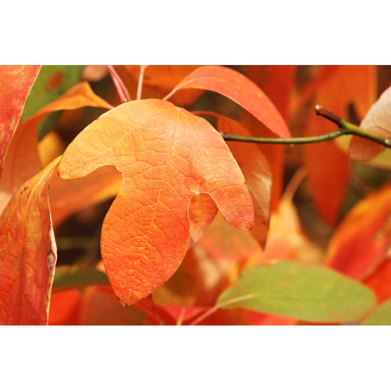 Feuille de Sassafras - Photographie sur toile tendue, H 8 po x l 12 po