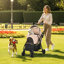 Foldable Pet Vehicle Travel Carrier