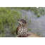 Statue sur pied songbird sur les souches