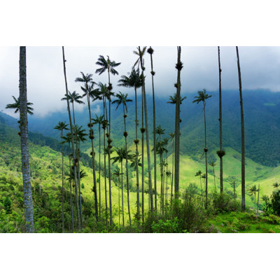 Wax Palm Trees - Photographie sur toile tendue