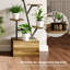 Plant Stand - Set of 2