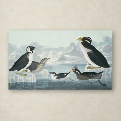 John Audubon - Print on Canvas