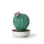 Ferocactus Cactus Gardens of Valencia Scent-101945241