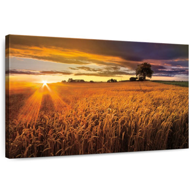 Sunlight On The Wheat Fields