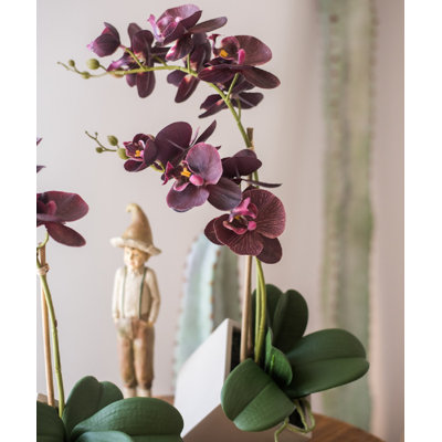 Orchids Arrangement in Pot