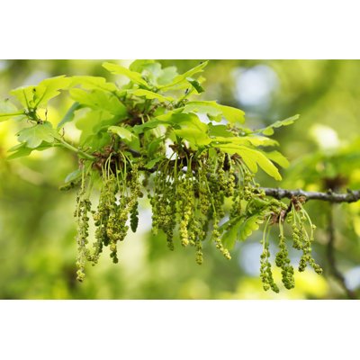 Pedenculate Oak by Mantonature