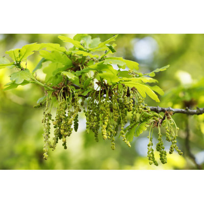 Pedenculate oak