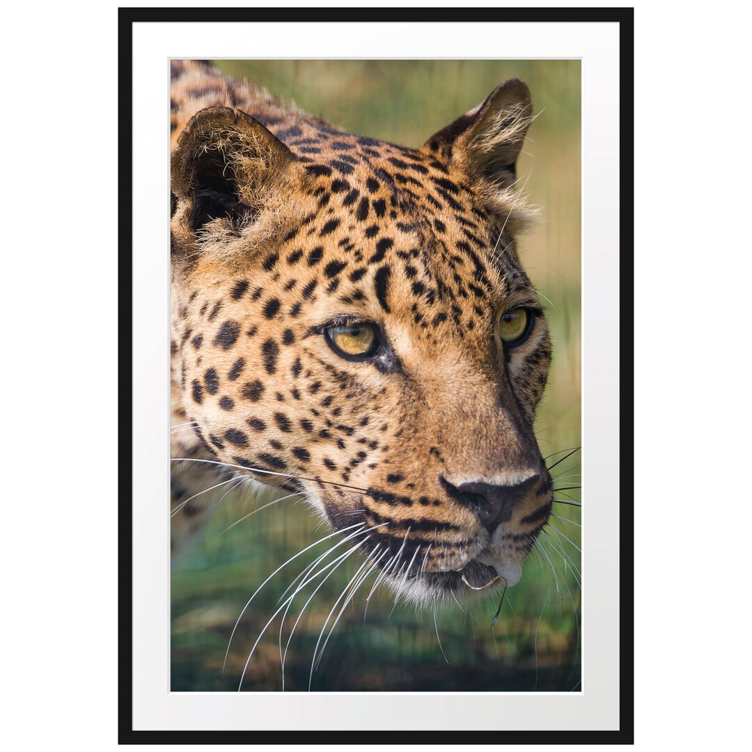 Leopard auf der Pirsch Gerahmter Fotodruck Poster