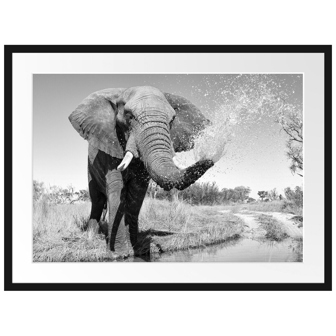 Gerahmtes Poster Elefant Spritzt mit Wasser