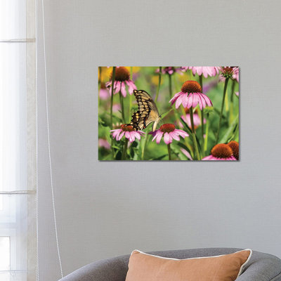 Giant Swallowtail On Purple Coneflower. Marion County, Illinois, USA. by Richard & Susan Day - No Frame Gallery-Wrapped Canvas Giclée on Canvas