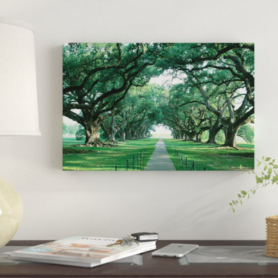 " Brick Path Through Alley Of Oak Trees, Louisiana, New Orleans, USA " by Panoramic Images