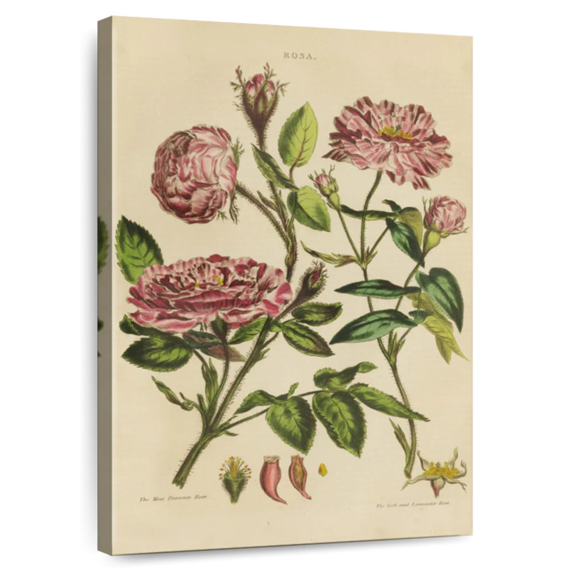 Harnek Herbal Botanical XVII, 24" H x 16" W
