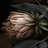 Shadow Blooms-1409596167