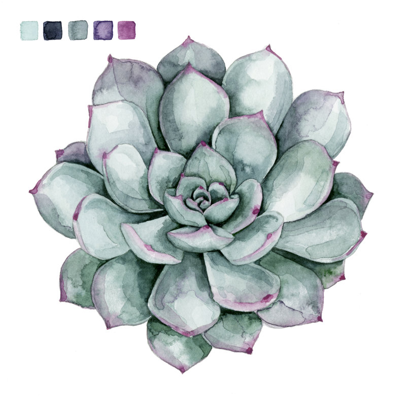 Succulent Swatches II by Grace Popp - Wrapped Canvas Painting, 30cm H x 30cm W
