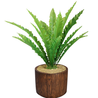 Faning Faux Succulent Plant in Fiberstone Planter