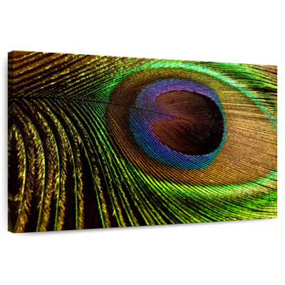 Brampt Eyespot On Peacock Feather