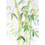 Aquarelle bambou avec feuilles - décor de toile exotique verte